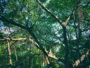 Low angle view of bamboo trees in forest