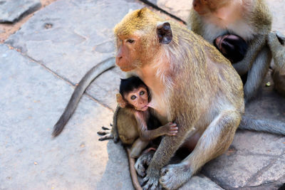 High angle view of monkey sitting outdoors