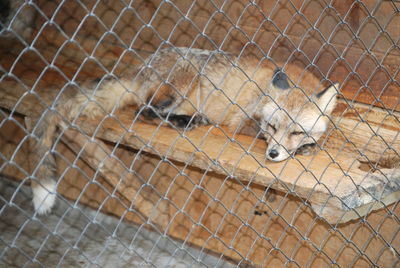 Cat sleeping in a fence