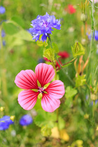 Close-up of flower blooming outdoors