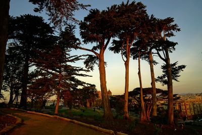 Trees on landscape against sky