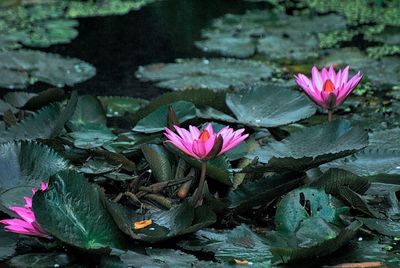 Close-up of lotus water lilies