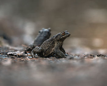 Close-up of frog on rock