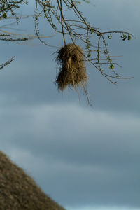 Low angle view of bird in nest against sky