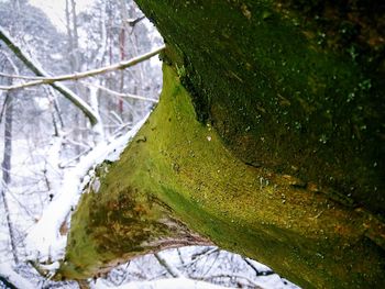 Close-up of tree on mountain