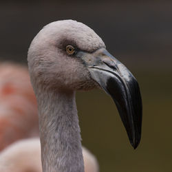 Close-up of bird