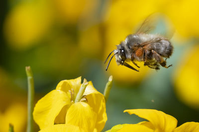 Close-up of bee pollinating on yellow flower