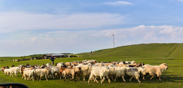 Goats grazing in a field