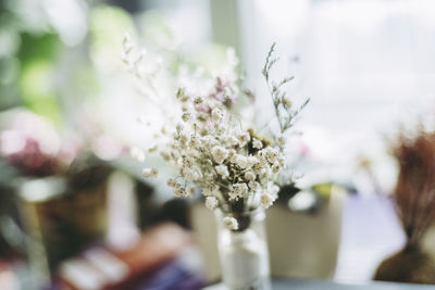 Close-up of white flowers in vase