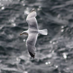 Seagull flying