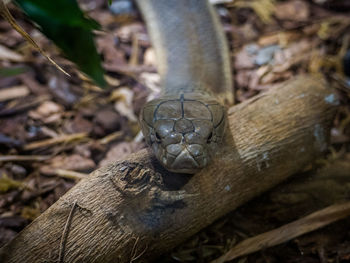 Close-up of tree trunk