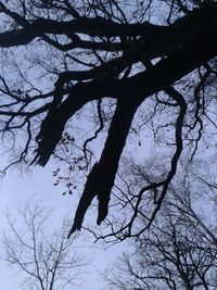 Low angle view of bare trees against sky