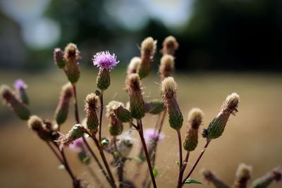 Close-up of purple flowering plant
