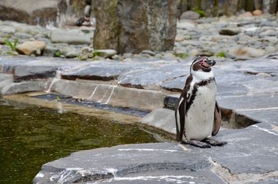 Humboldt penguin by pond at zoo