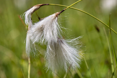 Close-up of dandelion growing in farm