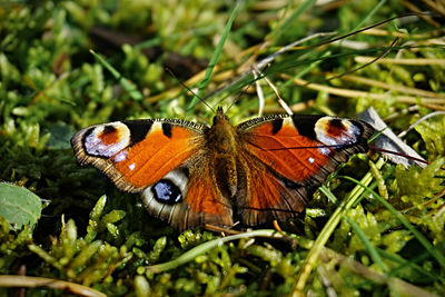 Close-up of butterfly perching on grass