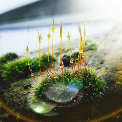 Close-up of wet moss during sunny day