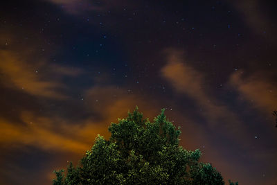 Low angle view of trees against sky