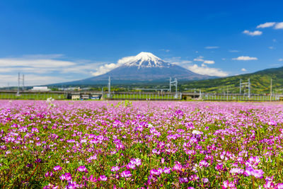 Purple flowering plants on field against sky