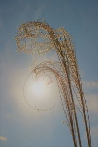 Low angle view of plants against sky