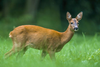 Deer standing on grass