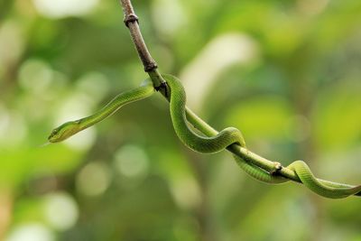 The beauty of animal reptiles that are amazing