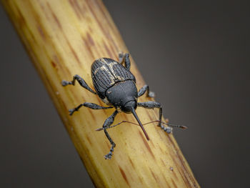 Close-up of insect on wood