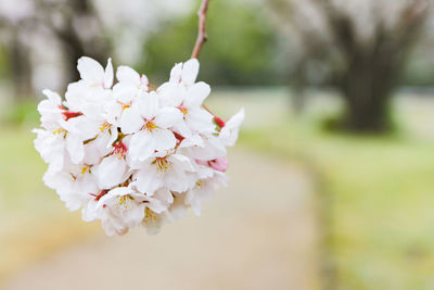 Close-up of white cherry blossom tree