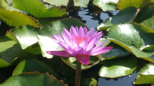 Close-up of lotus water lily in pond