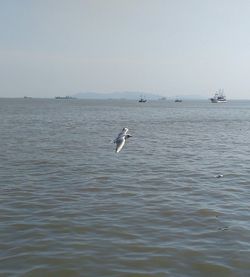 Birds in sea against sky