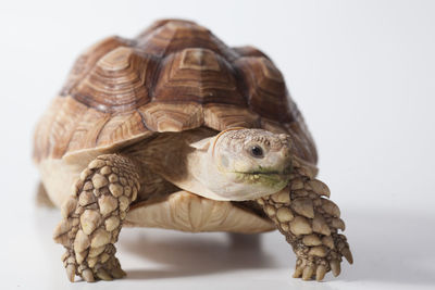 Close-up of tortoise against white background