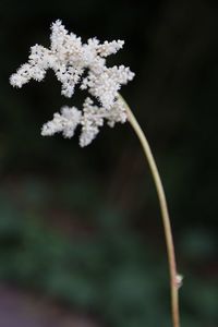 Close-up of white flowering plant