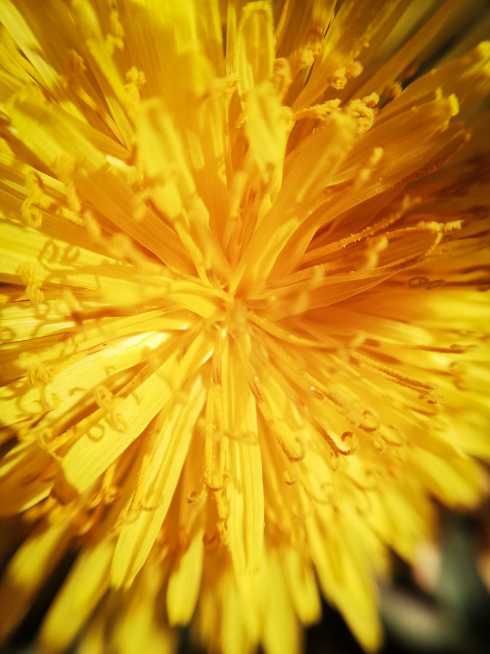 FULL FRAME SHOT OF YELLOW ROSE FLOWER