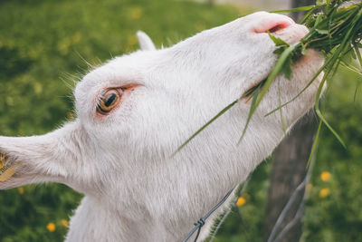 Close-up of goat on field