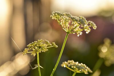 Close-up of white flowering plant