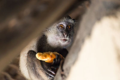 Portrait of monkey holding bread