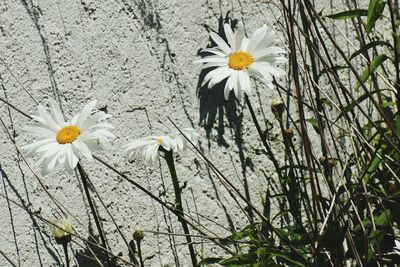 Close-up of white flowers blooming outdoors