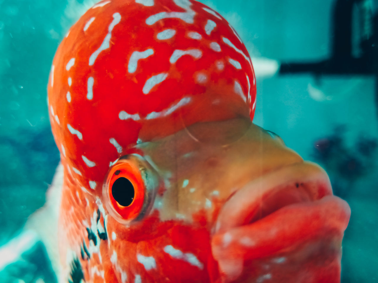 CLOSE-UP OF FISH SWIMMING UNDERWATER