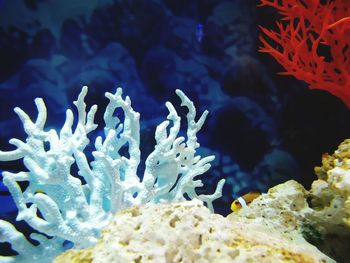 Close-up of fish underwater