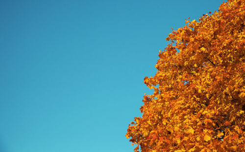 Low angle view of flowering tree against clear blue sky