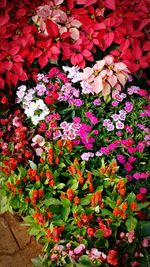 Close-up of red flowers