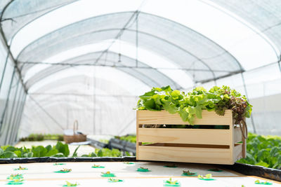 Potted plants in greenhouse