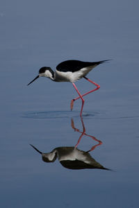 Black winged stilt perching on sea shore