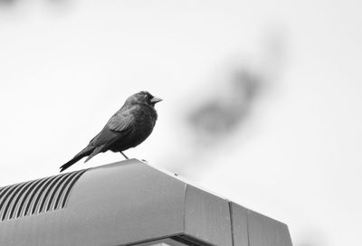 Low angle view of bird perching on roof against sky