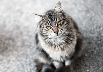 High angle portrait of tabby cat