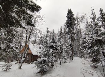 Trees on snow covered land against sky