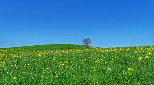 Scenic view of field against clear blue sky