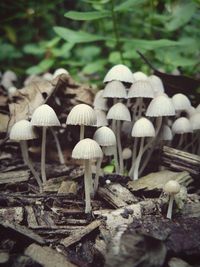 Close-up of mushrooms growing in forest