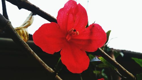 Close-up of red flowers blooming against sky