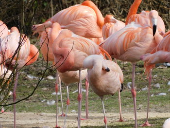Flamingos im tierpark schmiding